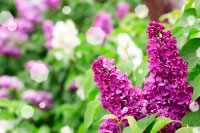 Bach Flower Remedies